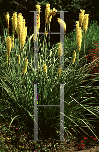Picture of Kniphofia uvaria 'Springtime'
