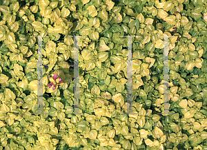 Picture of Lamium maculatum 'Aureum'