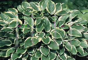 Picture of Hosta  'So Sweet'