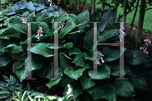 Picture of Hosta  'Seersucker'