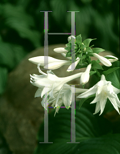 Picture of Hosta plantaginea 'Aphrodite'