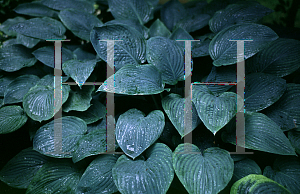 Picture of Hosta  'Snowden'