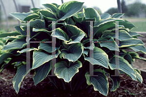 Picture of Hosta  'Regal Splendor'