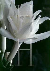 Picture of Hosta plantaginea 'Venus'