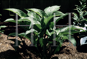 Picture of Hosta  'Regal Rhubarb'