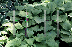 Picture of Hosta  'Piedmont Gold'