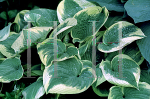 Picture of Hosta  'Robert Frost'