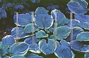 Picture of Hosta  'Pizzazz'