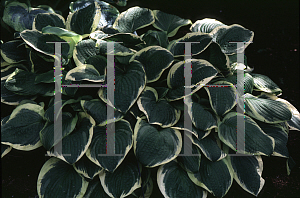 Picture of Hosta  'Mildred Seaver'