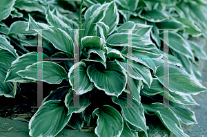 Picture of Hosta  'Undulata Albomarginata'