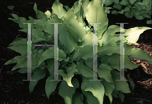 Picture of Hosta  'Sun Power'