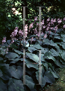 Picture of Hosta  'Valentine Lace'