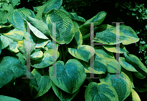 Picture of Hosta  'Tokudama Flavocircinalis'