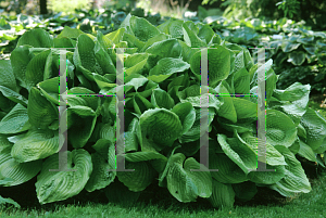 Picture of Hosta  'Sum & Substance'