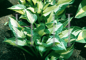 Picture of Hosta  'Whirlwind'