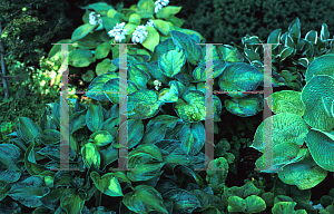 Picture of Hosta  'Tokudama Aureonebulosa'