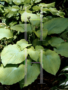 Picture of Hosta  'Solar Flare'