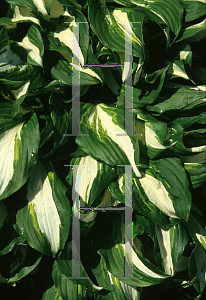 Picture of Hosta  'Undulata Univittata'