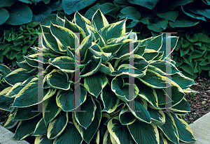 Picture of Hosta  'Sundance'