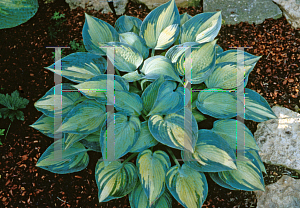 Picture of Hosta  'June'