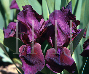 Picture of Iris  'Cherry Garden'