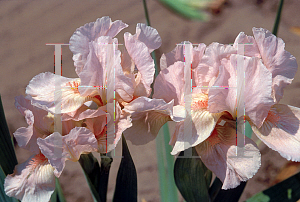 Picture of Iris  'Betsy Boo'