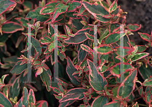 Picture of Hypericum x moserianum 'Tricolor'