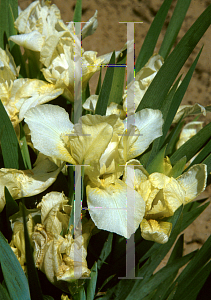 Picture of Iris  'Lemon Puff'