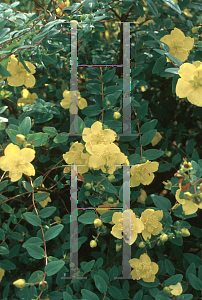 Picture of Hypericum calycinum 