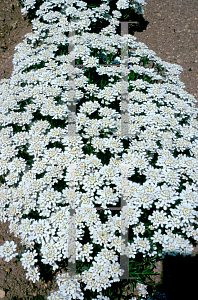 Picture of Iberis sempervirens 'Snowflake'