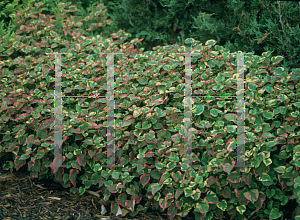 Picture of Houttuynia cordata 