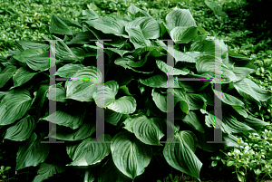 Picture of Hosta ventricosa 