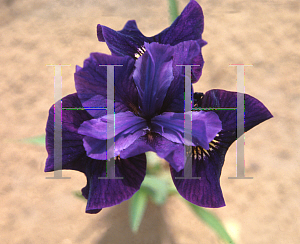 Picture of Iris sibirica 'Ruffled Velvet'