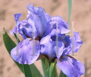 Picture of Iris  'Manhattan Blue'