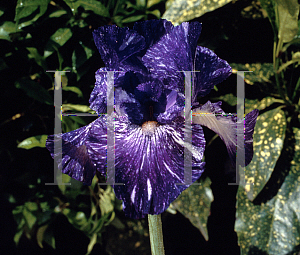 Picture of Iris germanica 'Batik'
