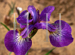 Picture of Iris sibirica 'Eric the Red'