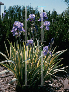 Picture of Iris pallida 'Variegata'