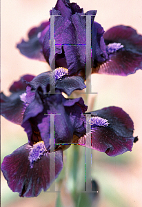 Picture of Iris  'Dark Vader'