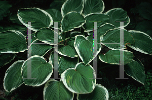 Picture of Hosta  'Frosted Jade'