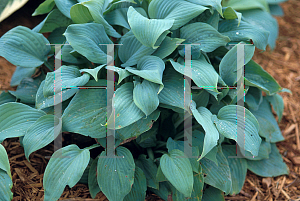 Picture of Hosta  'Fragrant Blue'