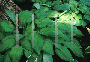 Picture of Hosta  'Fortunei Albopicta'