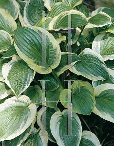 Picture of Hosta  'Austin Dickinson'