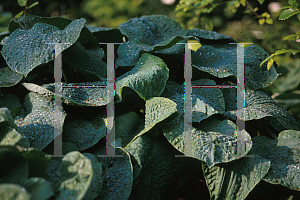 Picture of Hosta  'Bressingham Blue'