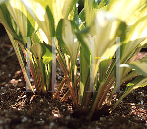 Picture of Hosta  'Cherry Berry'