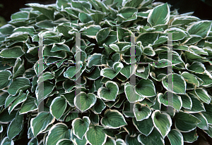 Picture of Hosta  'Diamond Tiara'