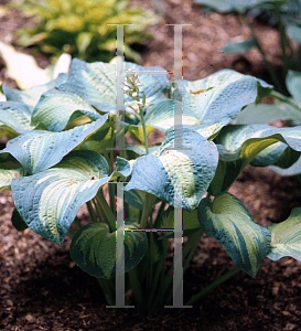 Picture of Hosta  'Color Glory'