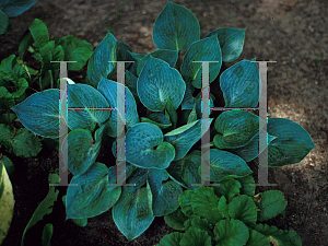 Picture of Hosta  'Dorset Blue'