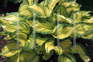 Picture of Hosta  'Flame Stitch'