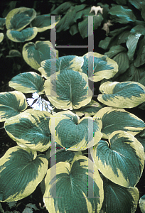 Picture of Hosta sieboldiana 'Frances Williams'