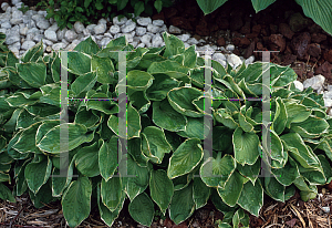 Picture of Hosta  'Crown Jewel'